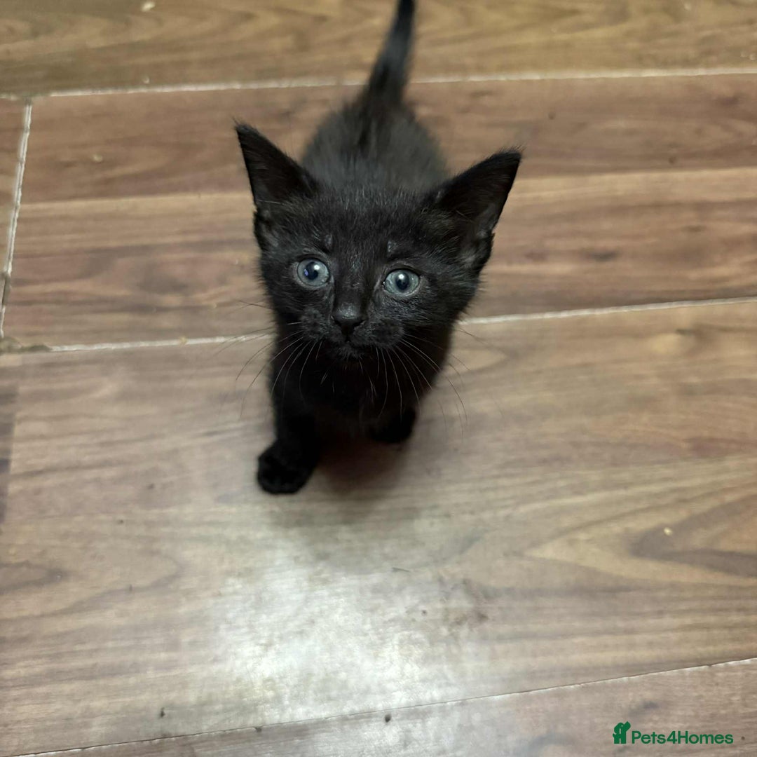European cats for sale: 6 beautiful kitten - Image 3