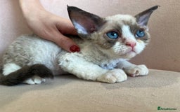 Devon Rex cats for sale: Meet Our Devon Rex Kittens One-of-a-Kind Litter! - Image 2
