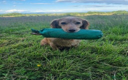 Cocker Spaniel dogs for sale: FTCH sired cocker pups top trial bloodlines - Image 4