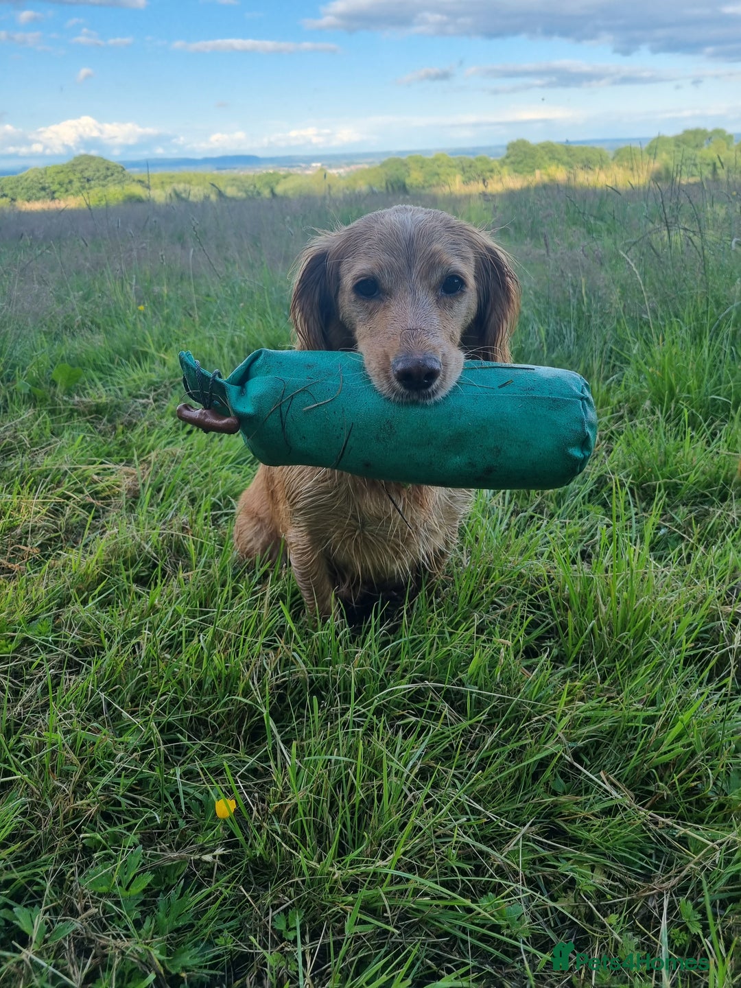 Cocker Spaniel dogs for sale: FTCH sired cocker pups top trial bloodlines - Image 4