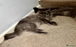 Maine Coon cats for sale: Stunning Maine Coon Kittens (Tica Registered)  in Colchester - Image 17