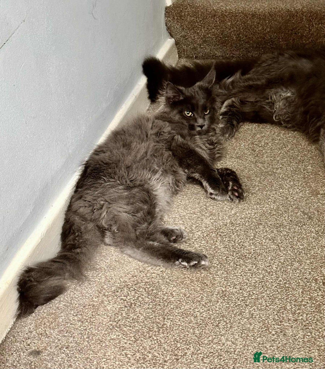 Maine Coon cats for sale: Stunning Maine Coon Kittens (Tica Registered)  in Colchester - Image 17