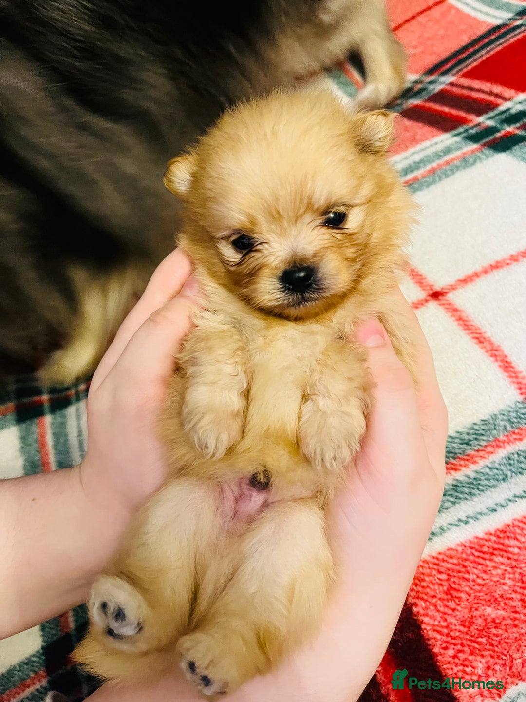 Pomeranian dogs for sale: Stunning Pomeranian puppys - Advert 1