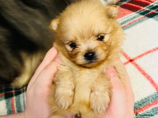 Pomeranian dogs Stunning Pomeranian puppys - Advert 1