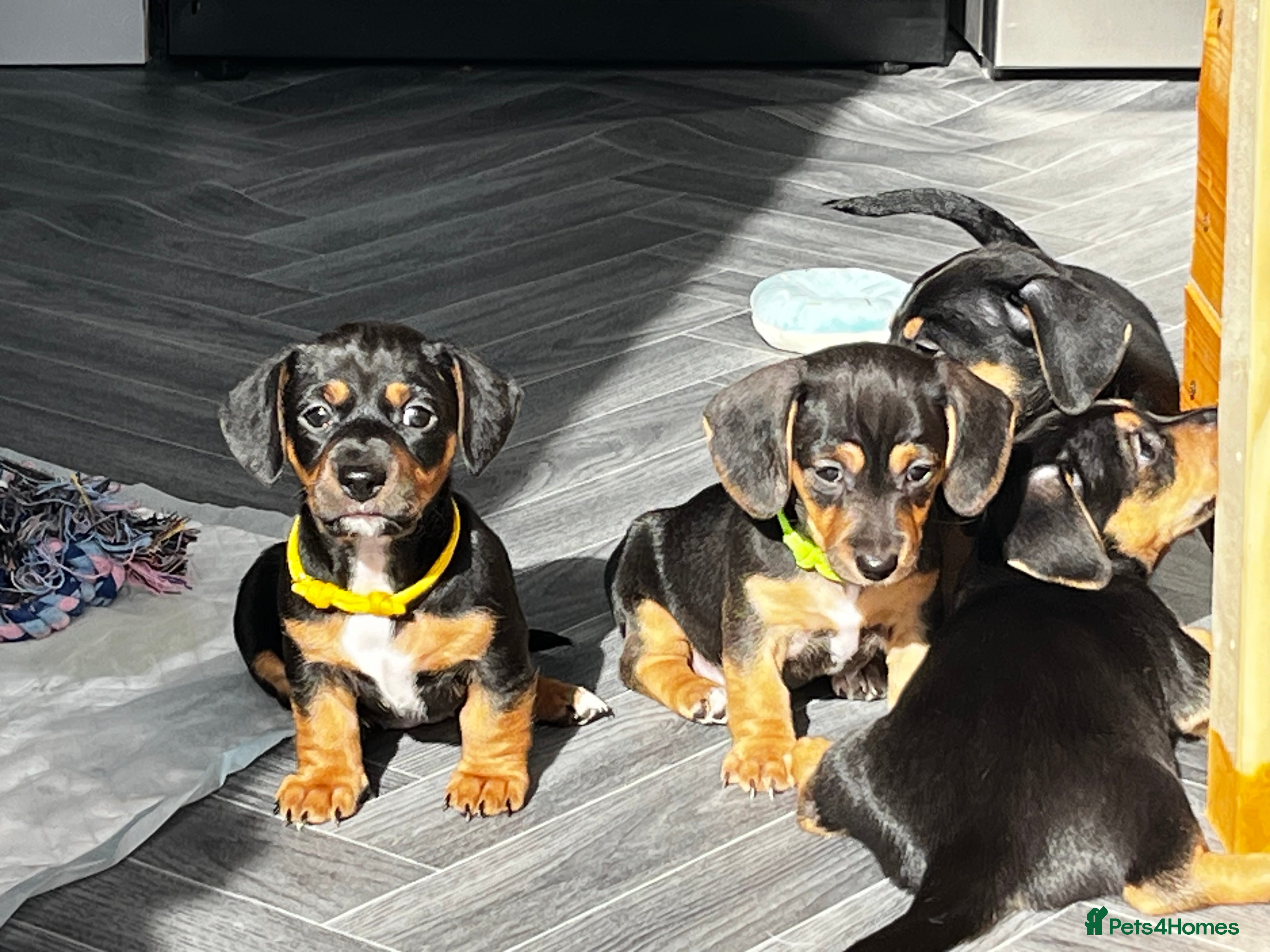 Jackshund dogs Jack Russell x miniature dashound  - Advert 1