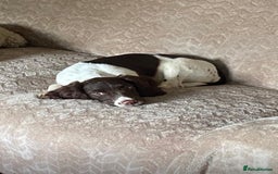 English Springer Spaniel dogs for sale: Beautiful girl looking for her forever family  - Image 3