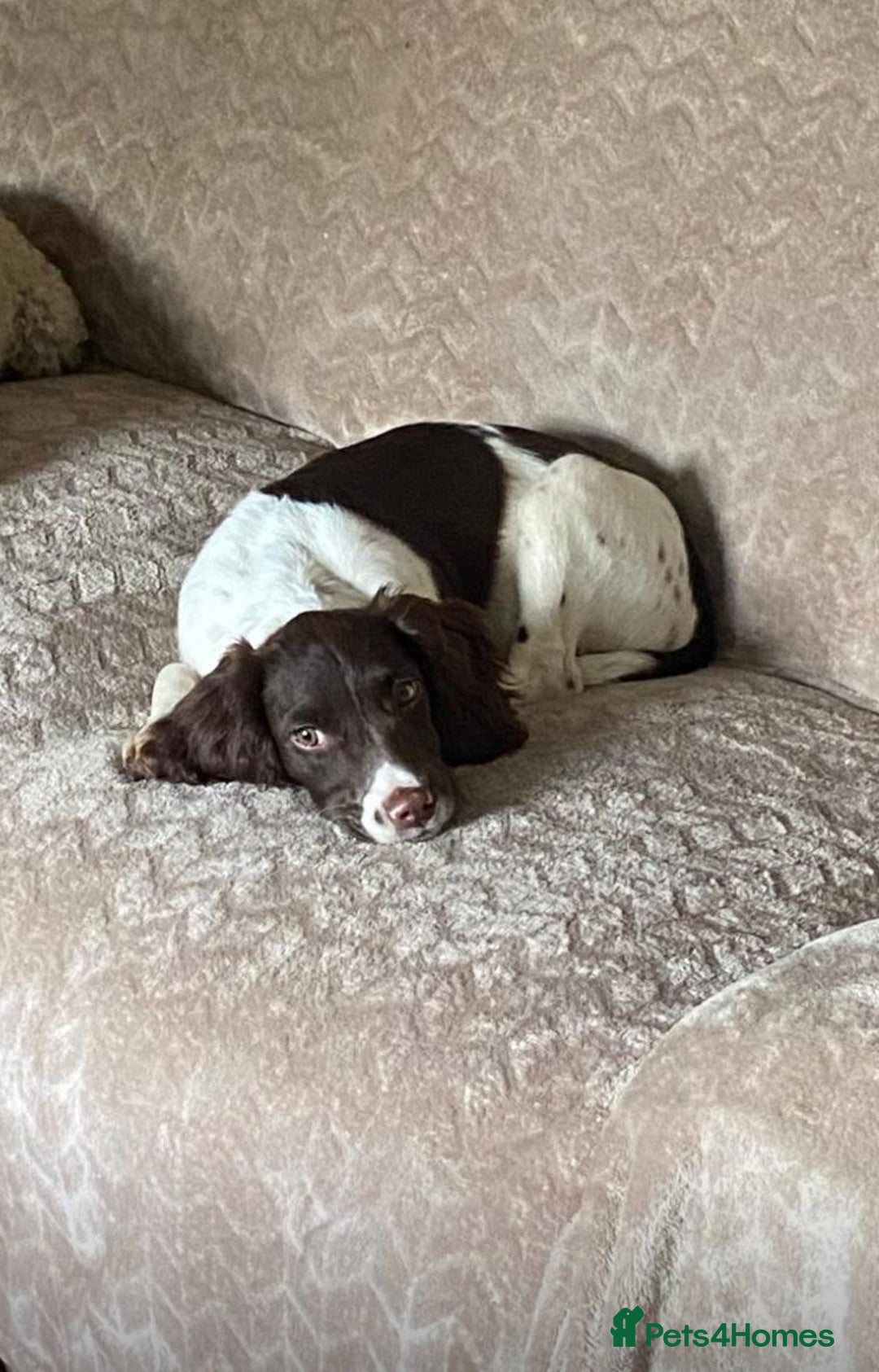 English Springer Spaniel dogs for sale: Beautiful girl looking for her forever family  - Image 3