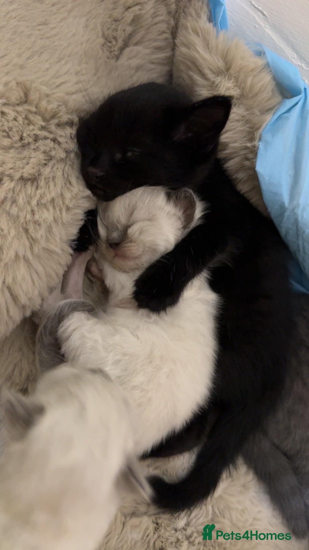Mixed Breed cats 5 beautiful grey/black/white kittens - Advert 1