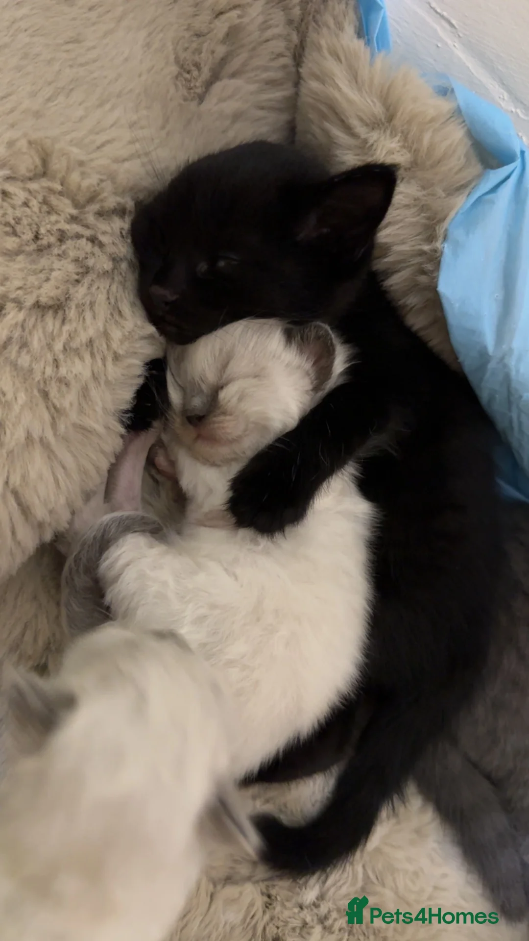 Mixed Breed cats for sale: 5 beautiful grey/black/white kittens in London - Advert 1