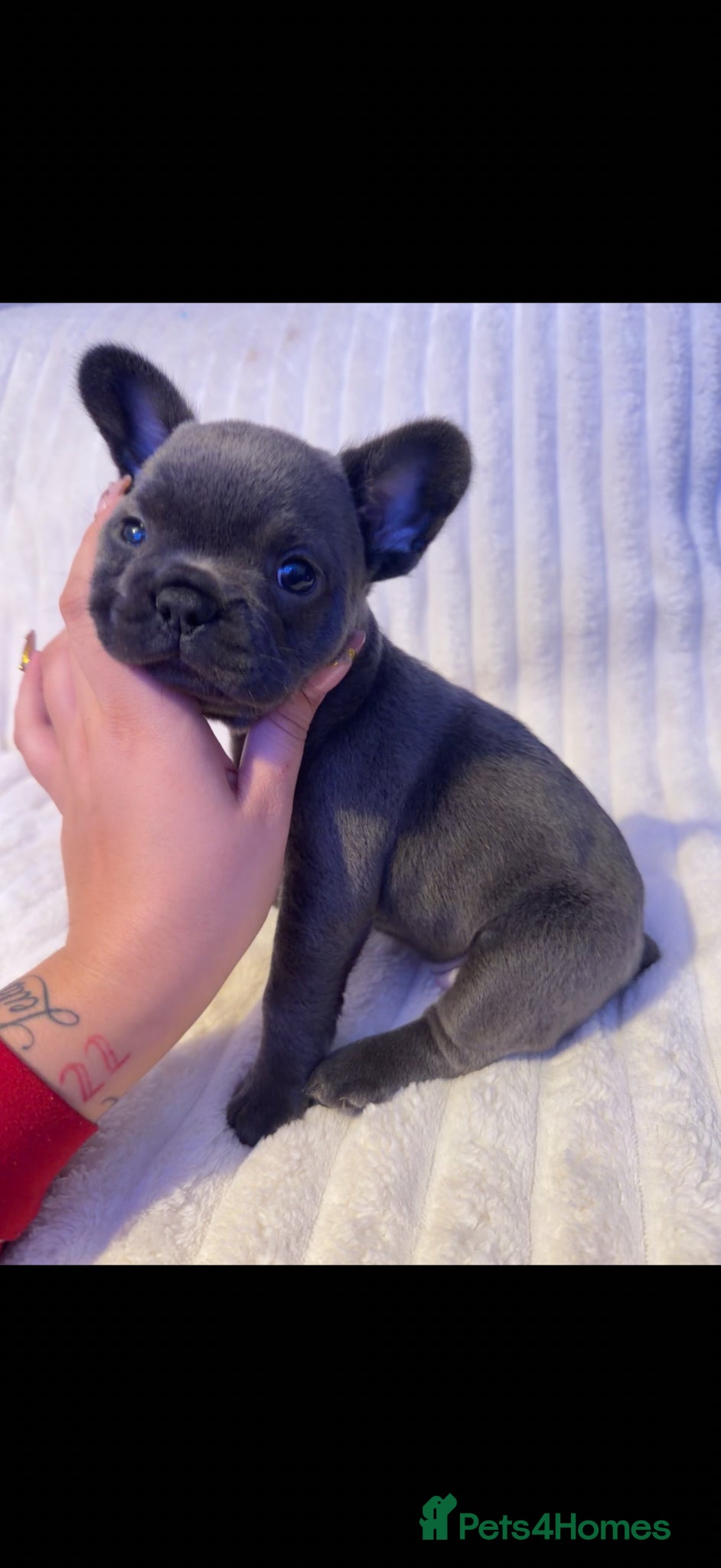 French Bulldog dogs 6 week French bulldog puppy  - Advert 3