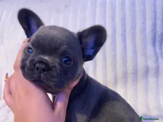 French Bulldog dogs 6 week French bulldog puppy - Advert 1