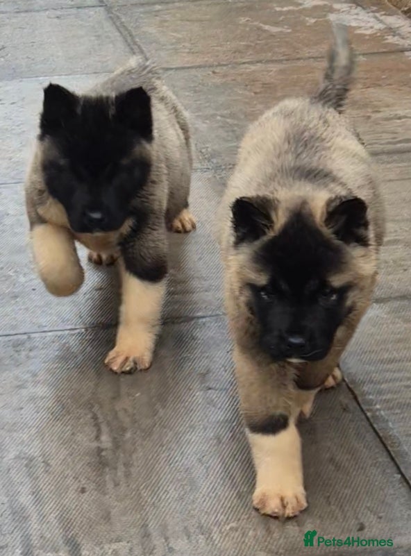 Akita dogs AMERICAN AKITA BLACK MASK BEARS - Advert 1