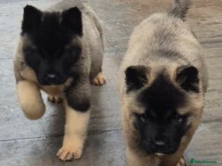 Akita dogs AMERICAN AKITA BLACK MASK BEARS - Advert 1