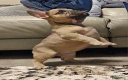 French Bulldog dogs for sale: Blue Fawn French Bulldog Puppy Girl - Advert 3