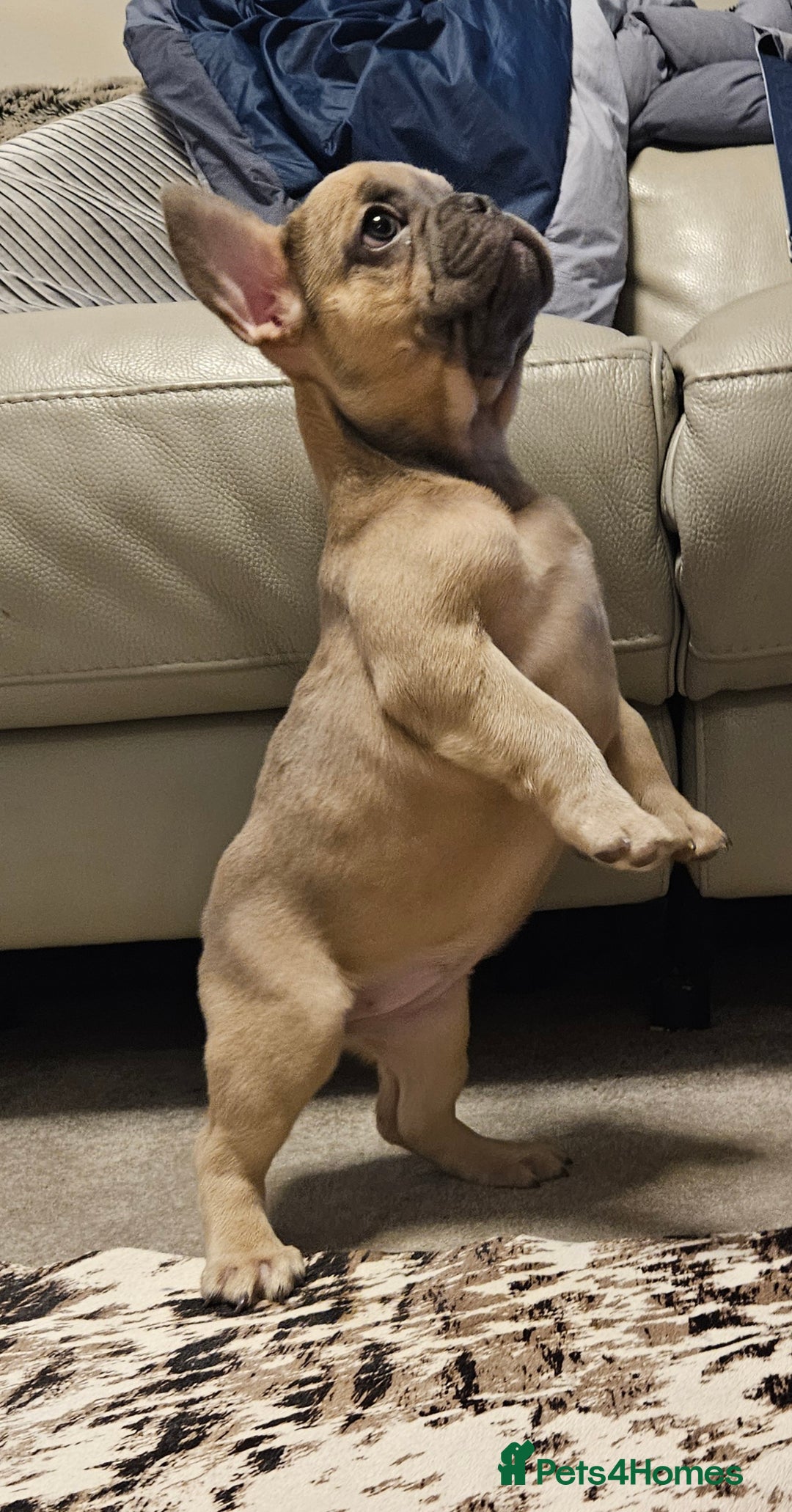 French Bulldog dogs for sale: Blue Fawn French Bulldog Puppy Girl - Advert 3