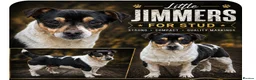 Jack Russell dogs for stud: Little Jimmers For Stud  in Barnsley - Advert 1