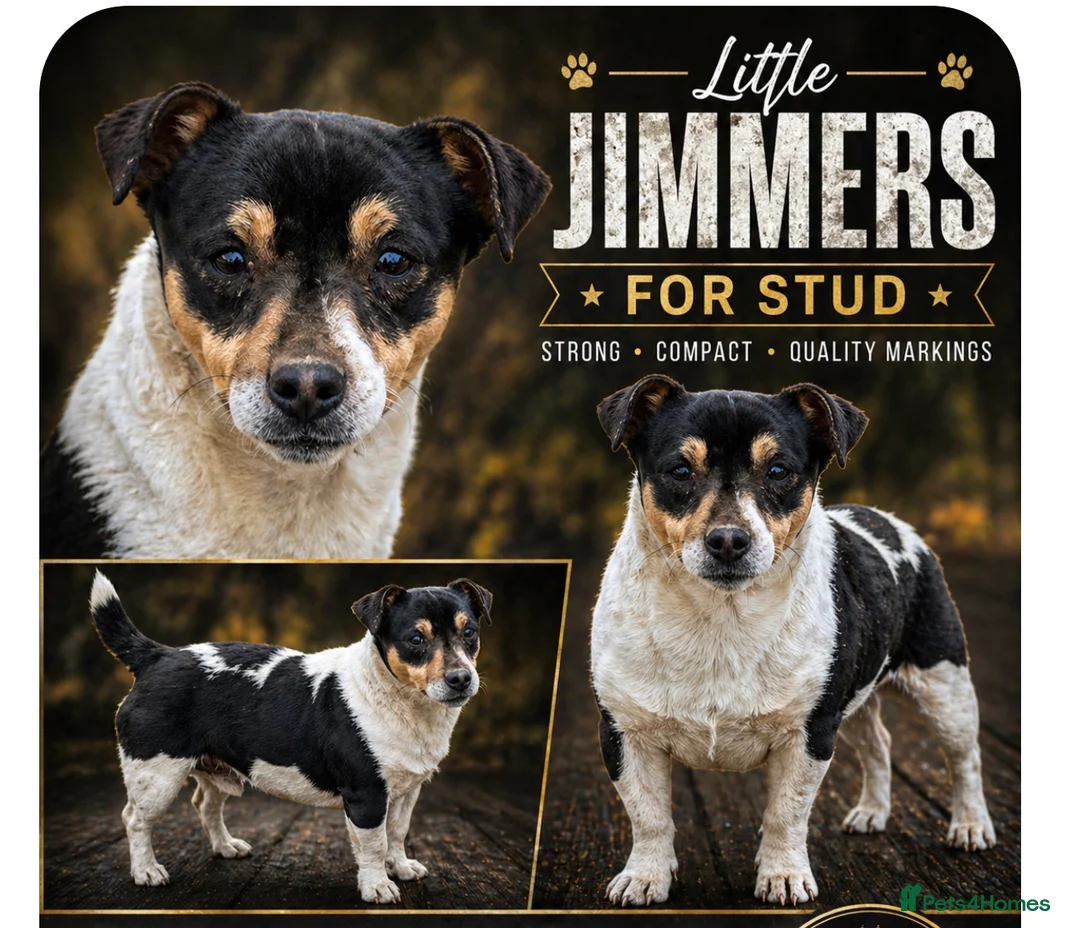 Jack Russell dogs for stud: Little Jimmers For Stud  in Barnsley - Advert 1