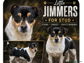 Jack Russell dogs Little Jimmers For Stud - Advert 12