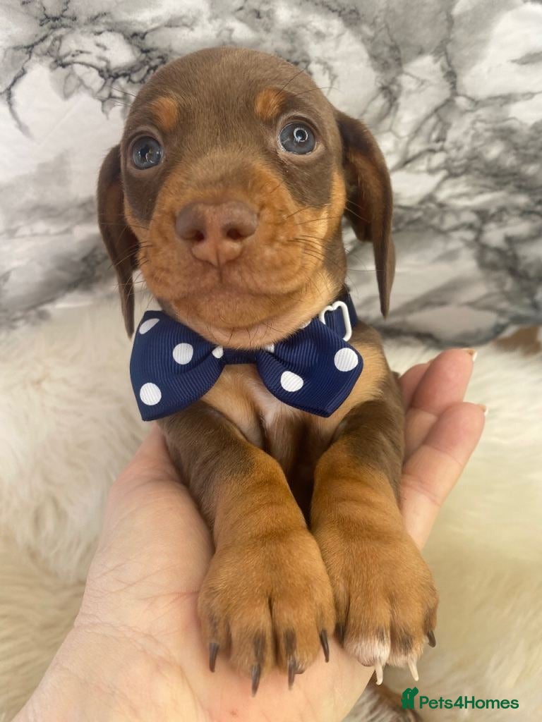 Miniature Dachshund dogs for sale: Beautiful Miniature Dachshund Puppies in Wigan - Advert 2