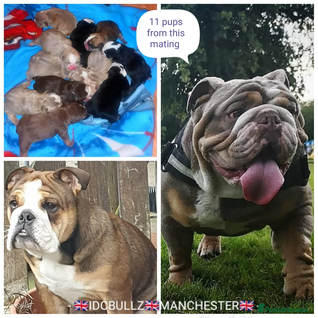 English Bulldog dogs for stud: Freddie Lilac tri stud in Manchester - Advert 4