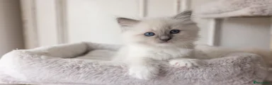 Ragdoll 2