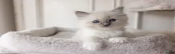Ragdoll cats for sale: the Best Ragdoll kittens - Advert 17