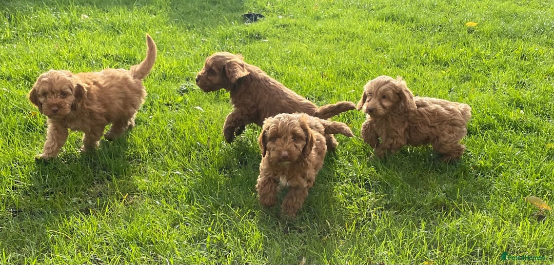 Cockapoo dogs for sale: Red Cockapoo puppies for sale - Image 24