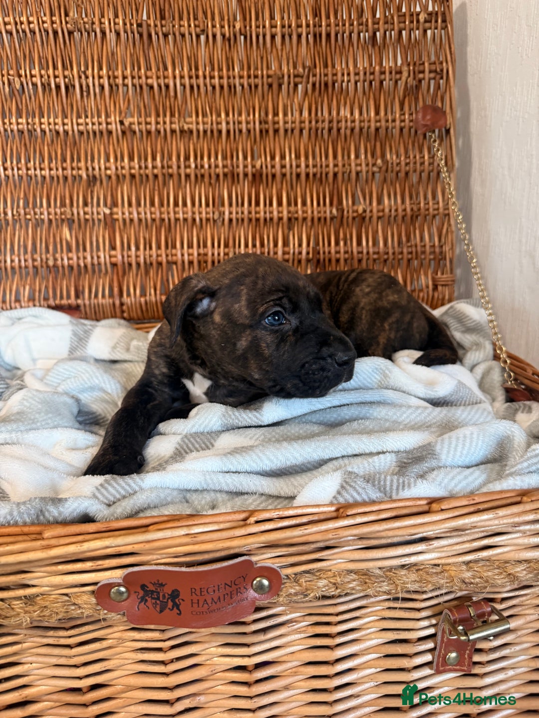 Mixed Breed dogs for sale: Came Corso X Puppies - Image 20