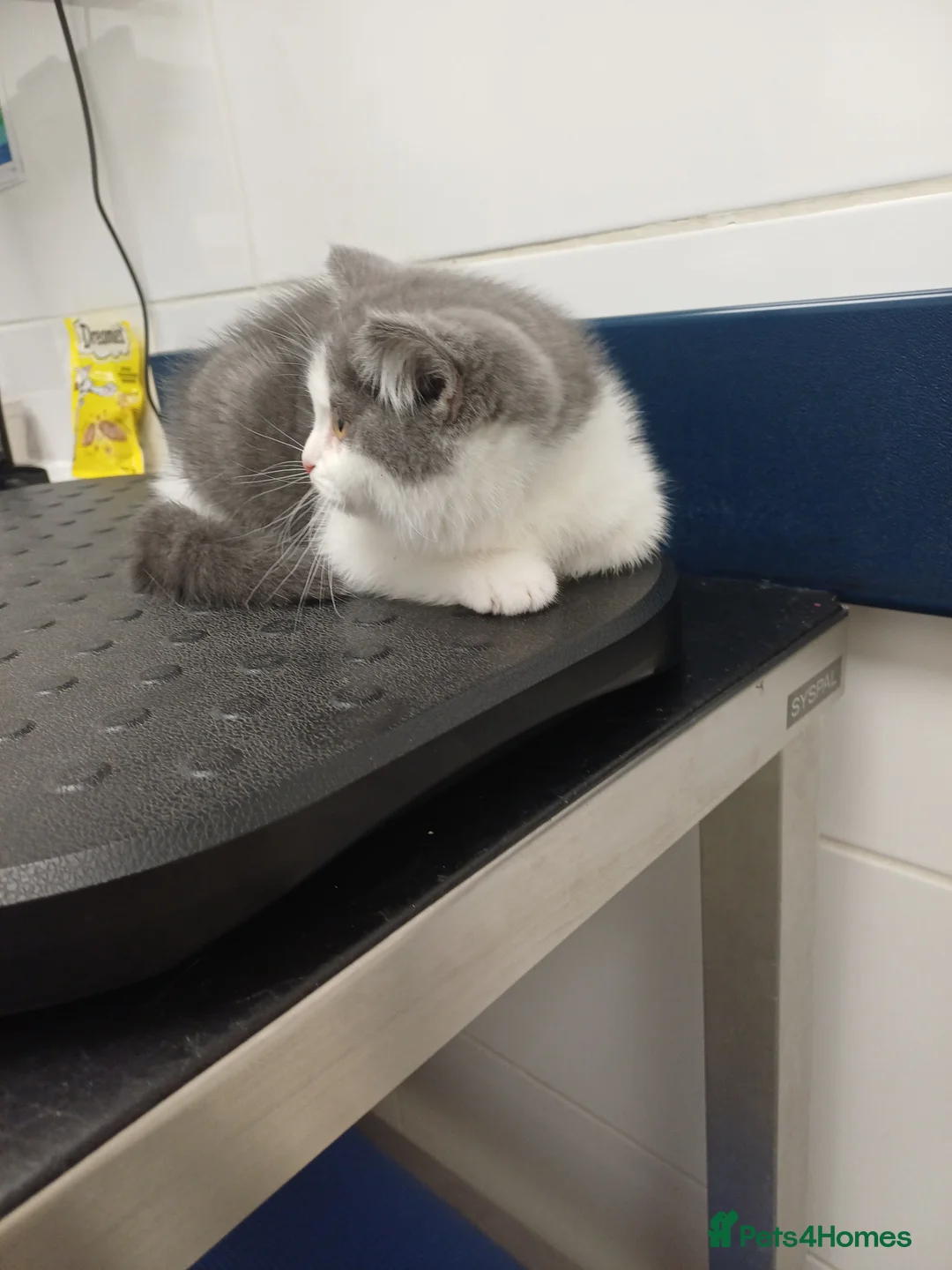 British Shorthair cats for sale: Adorable British Shorthair girls! - Advert 27