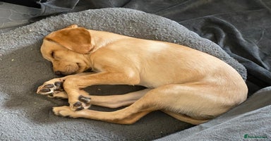 Labrador Retriever dogs - Advert 9