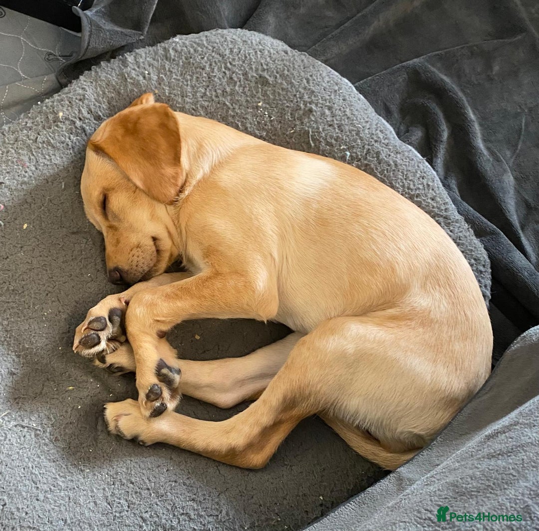 Labrador Retriever dogs for sale: KC Registered Yellow Labrador Puppy – Ready Now! - Image 2