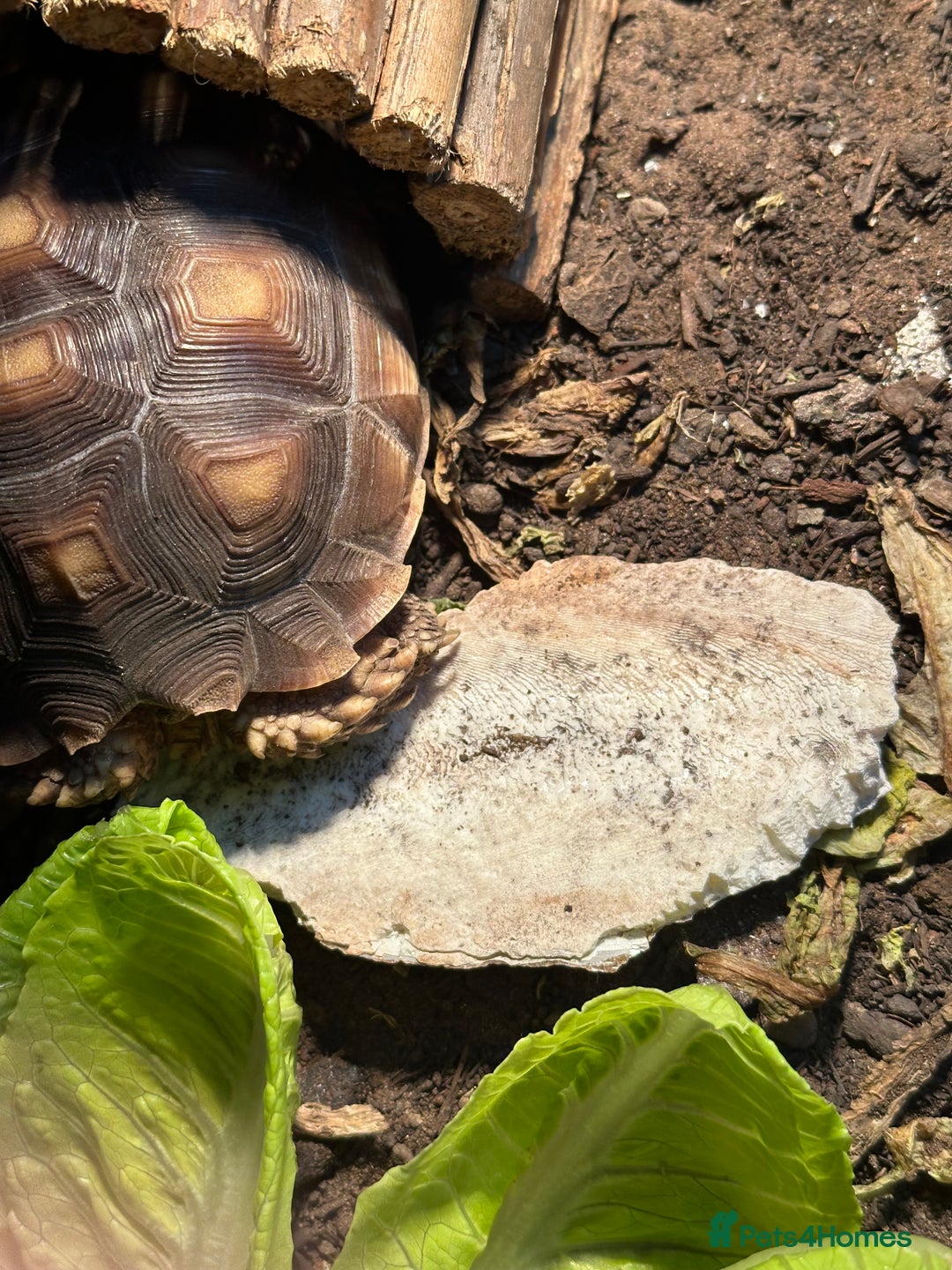 Tortoise reptiles for sale: Sulcata tortoise - Image 3