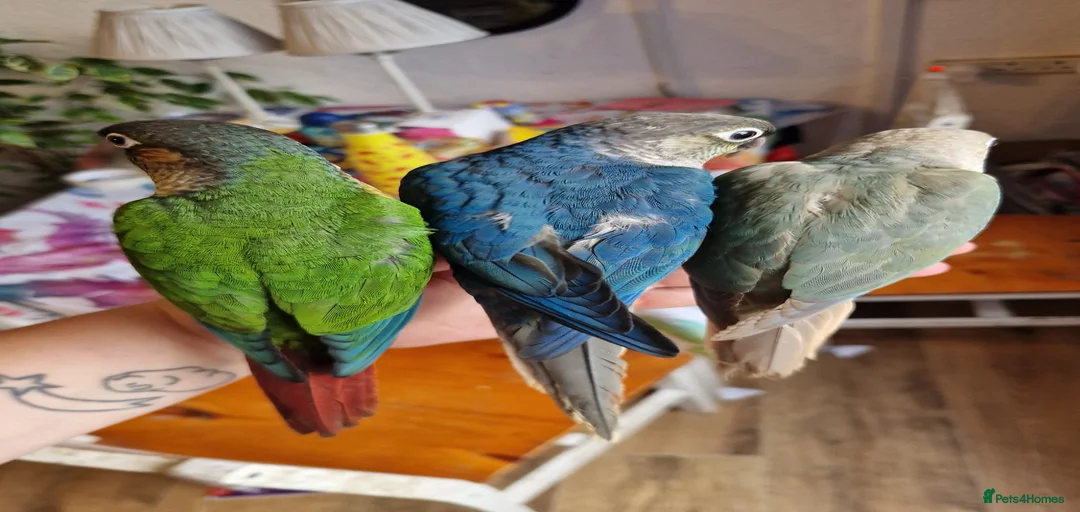 Gallery Image {{count}}