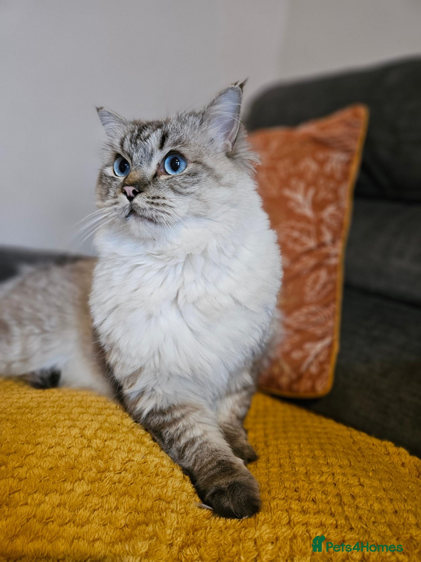Ragdoll cats for stud: Maximus | Handsome Lynx Point Ragdoll Stud - Advert 1