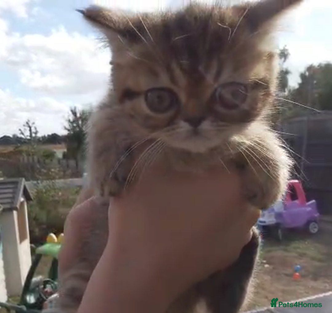 Persian cats for sale: Persian kittens KC Registered with pedigree - Image 35