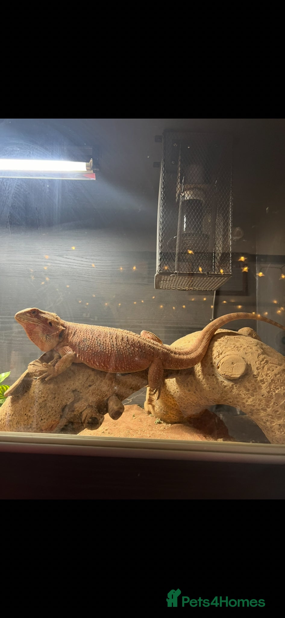 Bearded Dragon reptiles 5 year old bearded dragon - Advert 2