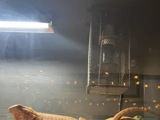 Bearded Dragon reptiles 5 year old bearded dragon - Advert 2