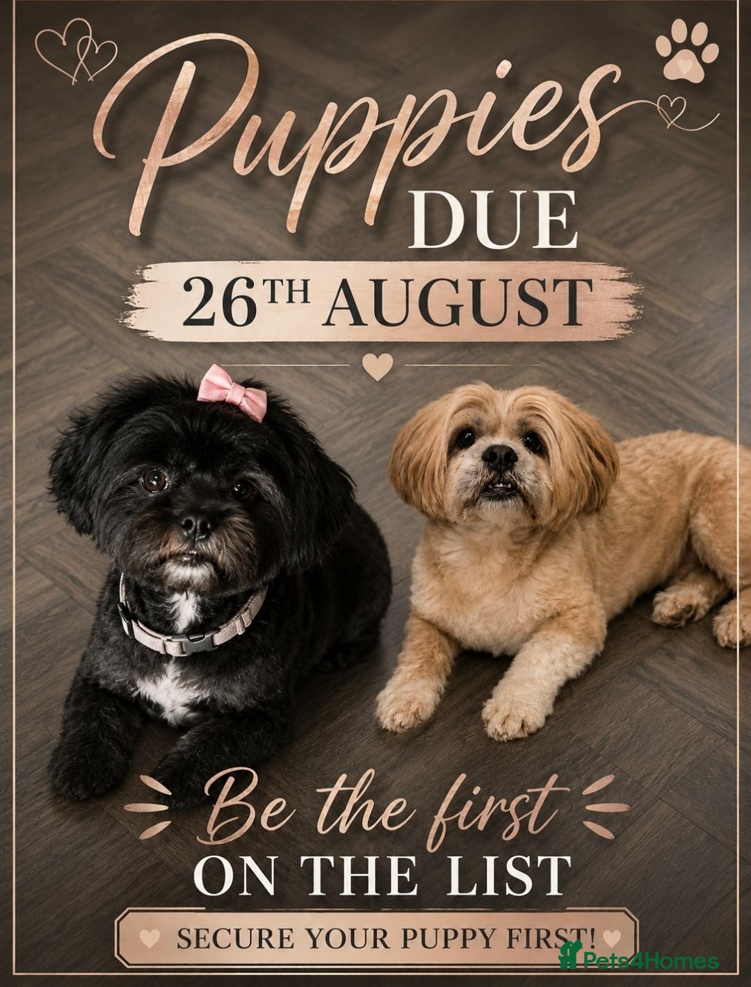 Lhasa Apso dogs KC LHASA APSO puppies due 26th Aug - Advert 2