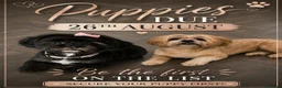 Lhasa Apso dogs for sale: KC LHASA APSO puppies due soon  - Advert 1