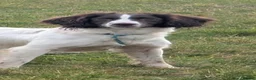English Springer Spaniel dogs for sale: KC registered L&W springer pups  - Advert 3