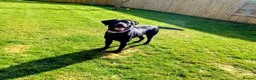 Labrador Retriever dogs for sale: Beautiful black labrador girl 🩷 - Advert 1
