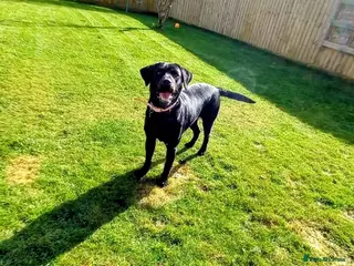 Labrador Retriever dogs Beautiful black labrador girl 🩷 - Advert 1