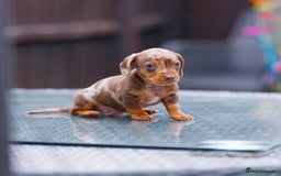 Miniature Dachshund dogs for sale: Top Tier Miniature Dachshunds available!! 😍🤩 - Image 4