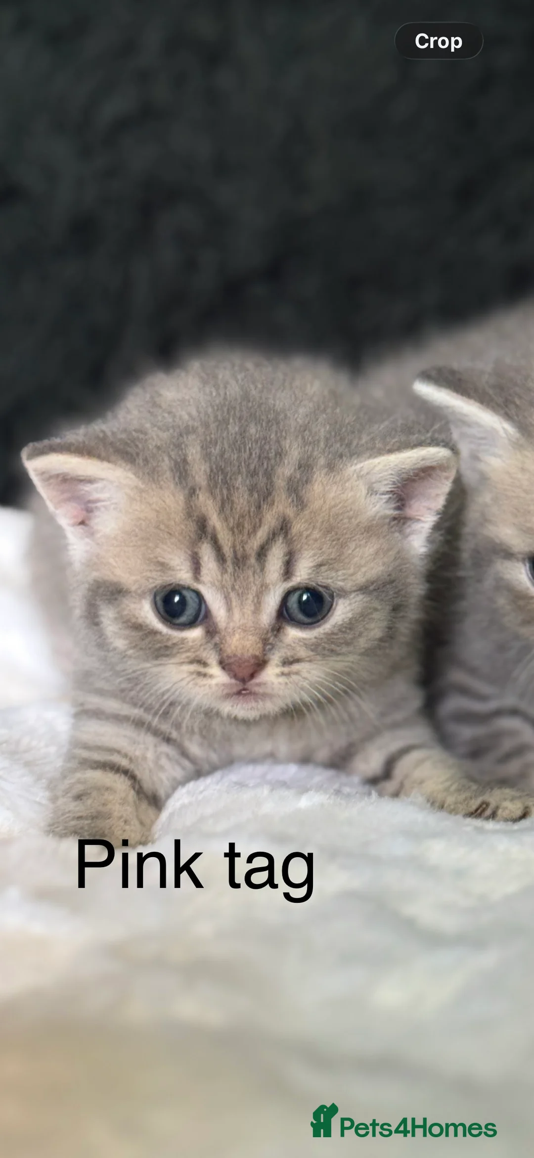 British Shorthair cats for sale: British short hair/ Scottish striaghts - Advert 4