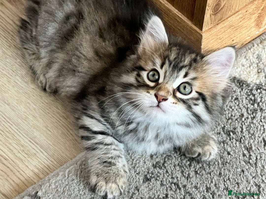 Siberian cats for sale: 🤎💚Gorgeous Traditional Siberian Babies💚🤎 - Image 8