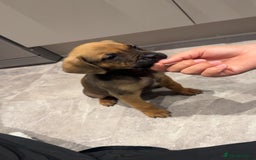 Mixed Breed dogs for sale: Puppy - Image 1