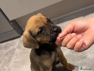 Mixed Breed dogs for sale - Advert 1