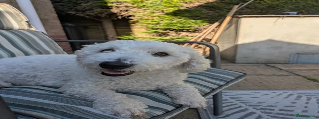 Rosie