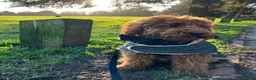 Cockapoo dogs for sale: Waiting List Open ** Due 30th May - Advert 18