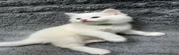 Turkish Angora cats for sale: Turkish Angora Long-hair kittens - Advert 12